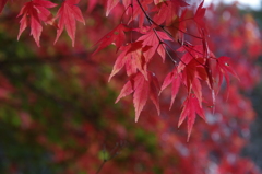 赤く紅く