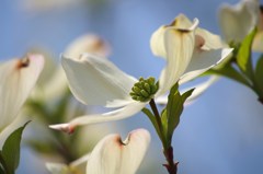 花水木-3