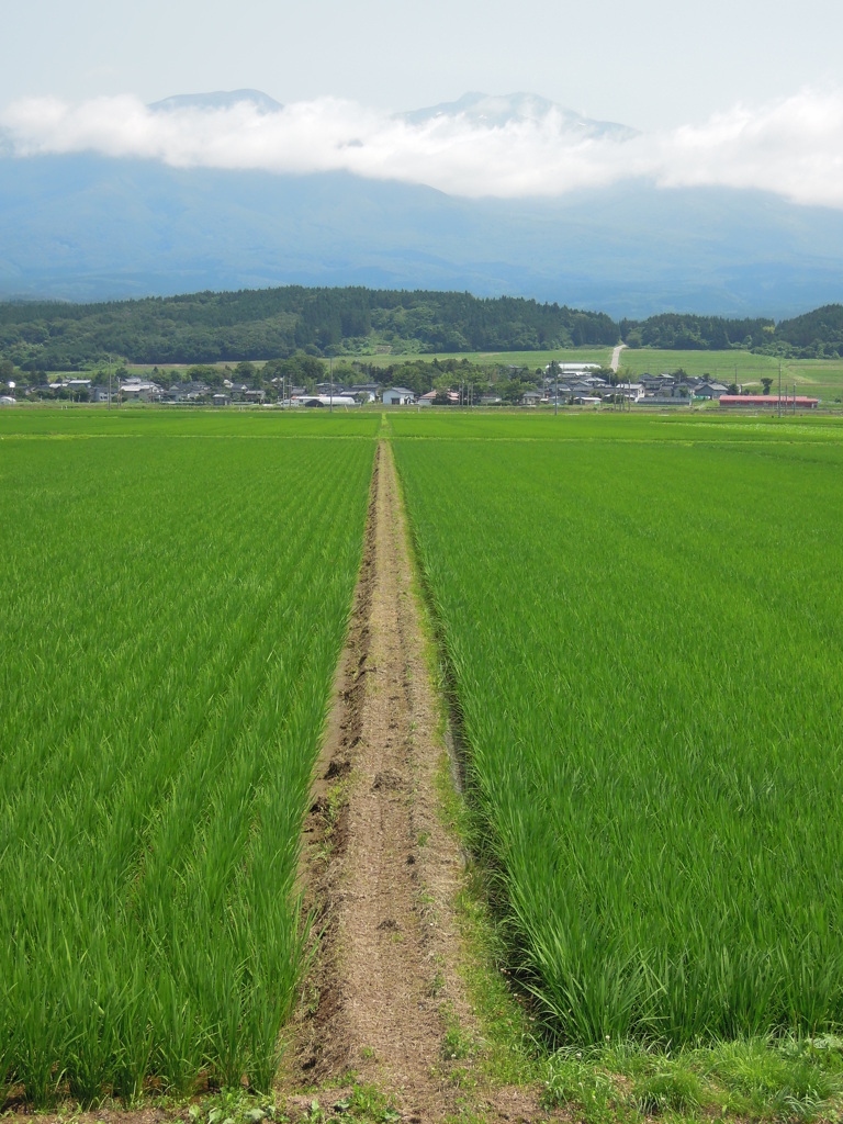 稲がすくすく