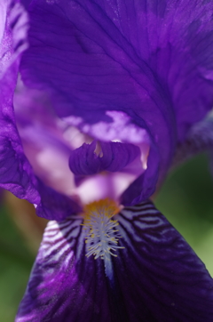 喉のひげ-ジャーマンアイリス
