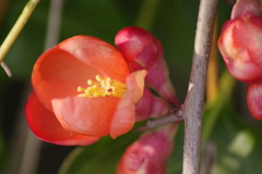 花散歩‐草木瓜