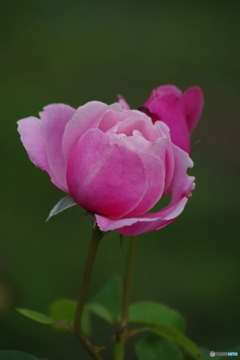 愛しい色のバラ