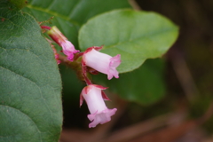 野草園で花散歩‐イワナシ