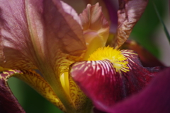 花散歩-ブラシに魅せられて