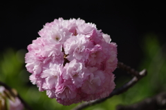 山形の桜尽くし-11