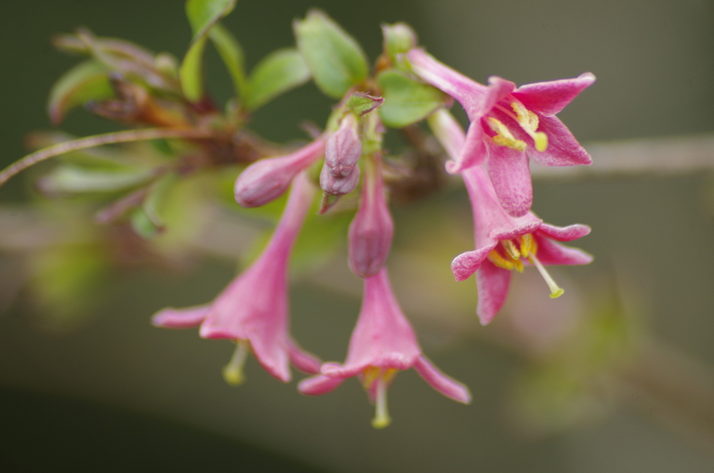 ウグイスカグラ