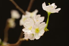 啓翁桜