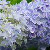 家の周りで-紫陽花・万華鏡