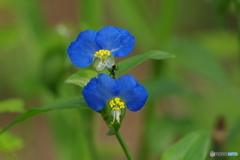 初秋の忘れ物‐露草でお散歩