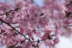 山形の桜尽くし-22