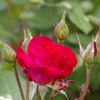 五月の風₋春薔薇・紅
