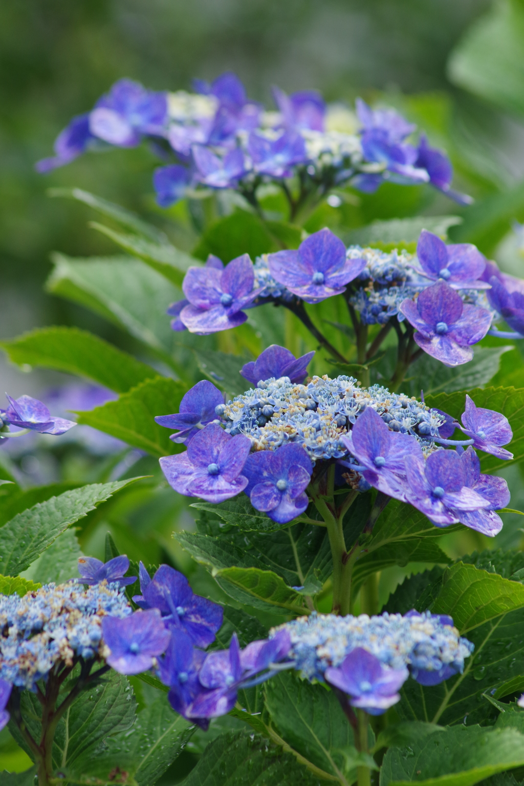 梅雨空に似合う花-紫陽花29