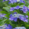 梅雨空に似合う花-紫陽花29