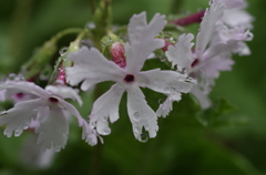 雨の日の日本桜草-5