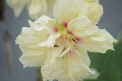 花散歩-八重の立葵