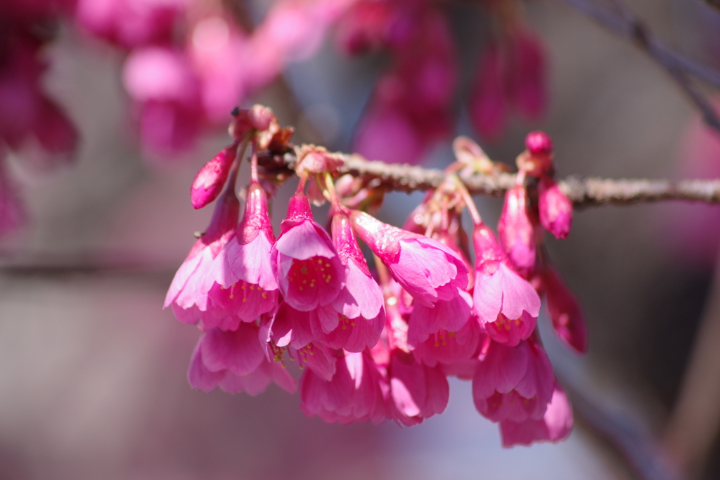 春を待ちかねて-寒緋桜