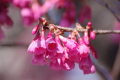 春を待ちかねて-寒緋桜