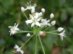 ニラの花-開く