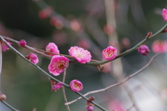 酒田の紅梅-1