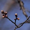 白梅の蕾