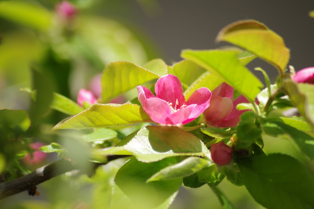 美味しくなあれー花梨の花