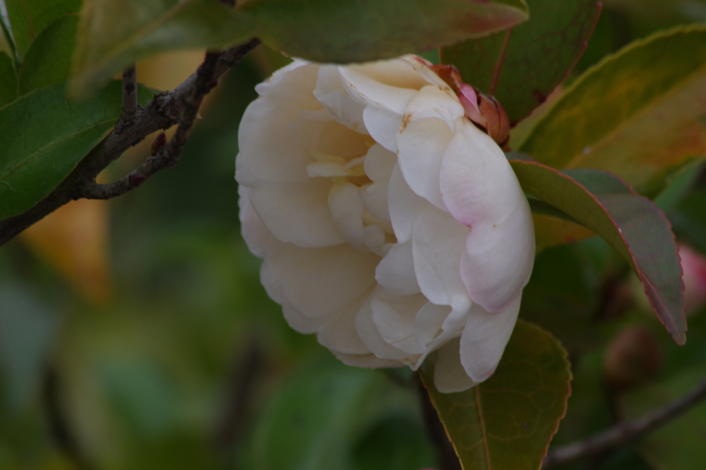 花散歩‐山茶花3