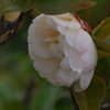 花散歩‐山茶花3