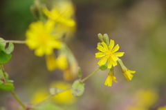 秋の野の花‐ヤクシソウ