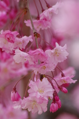 桜色・いろいろ3