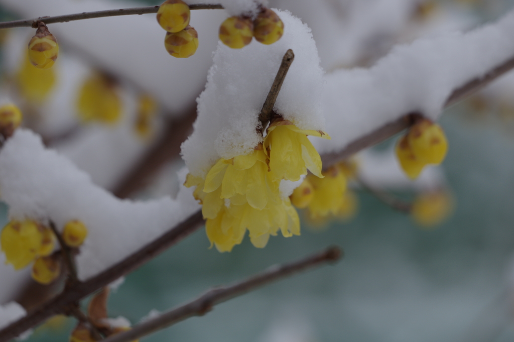 雪にも寒さにもめげず咲く-2