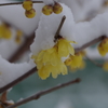雪にも寒さにもめげず咲く-2