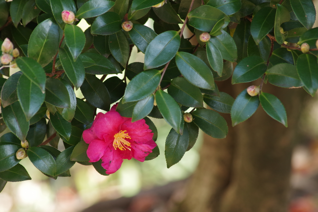 寒風に咲く‐山茶花1