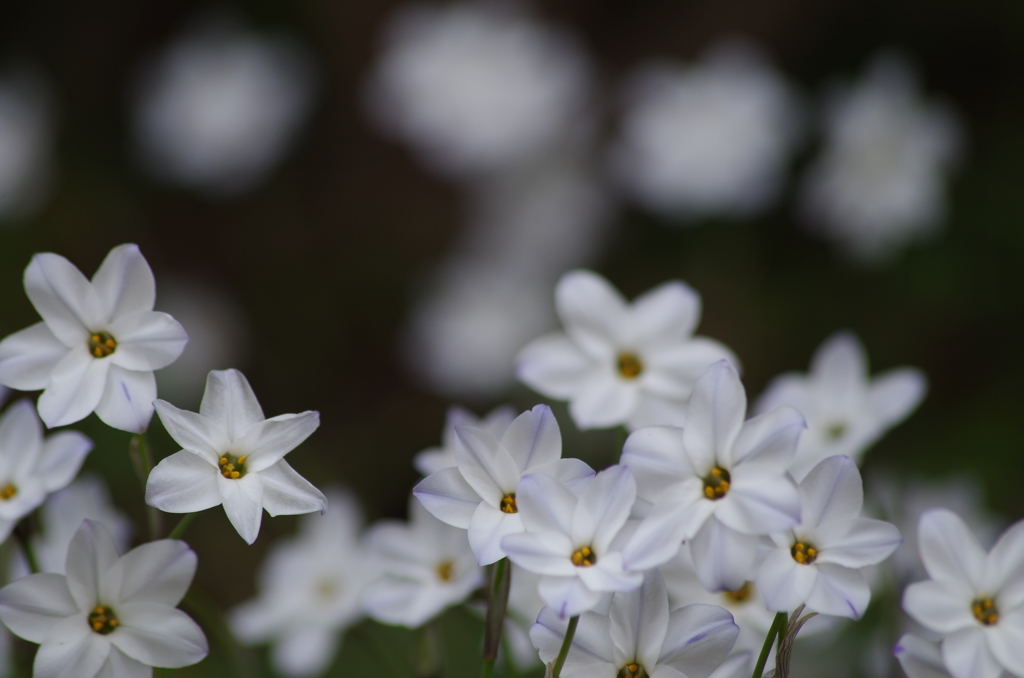 ハナニラ白花の整列