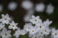 ハナニラ白花の整列