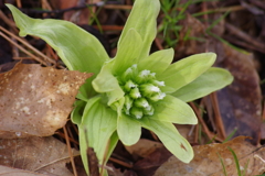 春を待ちわびて‐蕗の薹の雌花