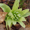 春を待ちわびて‐蕗の薹の雌花