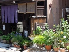 店先は植物園