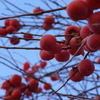 冬でも赤い実-柿