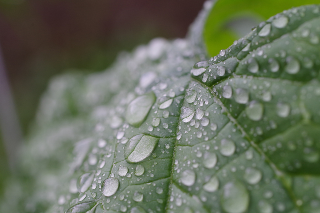 雨粒のポロンポロン-5