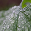 雨粒のポロンポロン-5