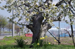 さくらんぼの花-1