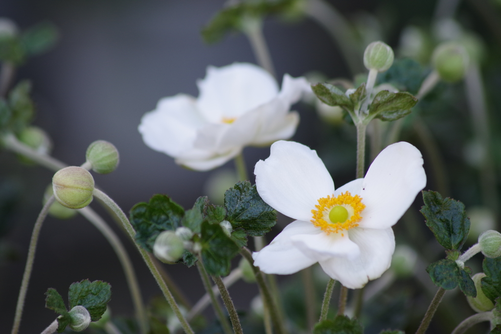 家の周りで‐秋明菊・白花