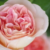 六月の薔薇-アブラハム ダービー