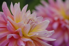 秋田のダリア‐20