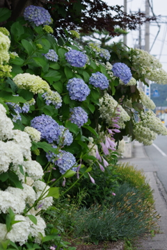 梅雨空に似合う花-紫陽花19