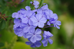 花散歩‐ルリマツリ