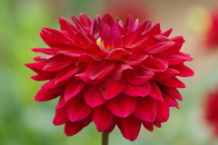 秋田のダリア-カルメン