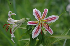 盛夏の野草園‐山百合に混じつて。。。