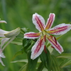 盛夏の野草園‐山百合に混じつて。。。