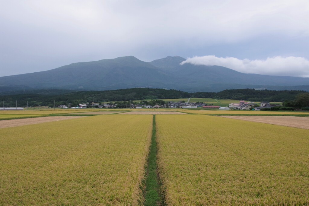 実りと鳥海山